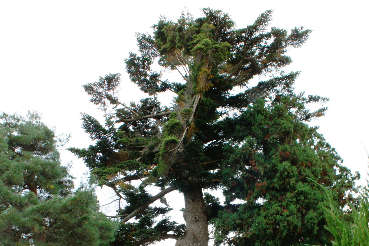 青森縣指定文化財妙堂崎椴松樹齡約350年 高約30公尺的巨木medetai Tsuruta 相關的最新觀光網站