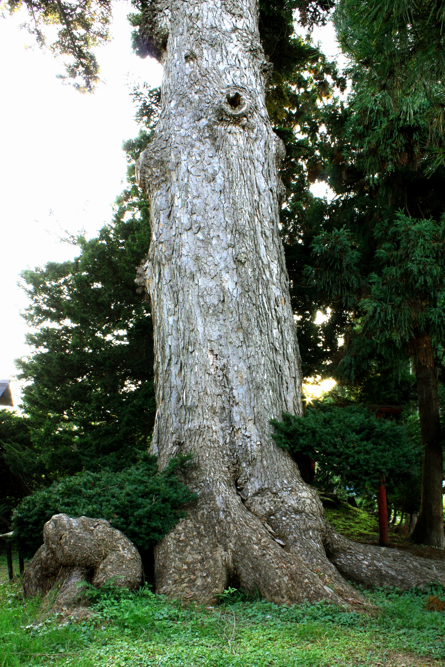 樹圍6公尺的冷杉屬「椴松」